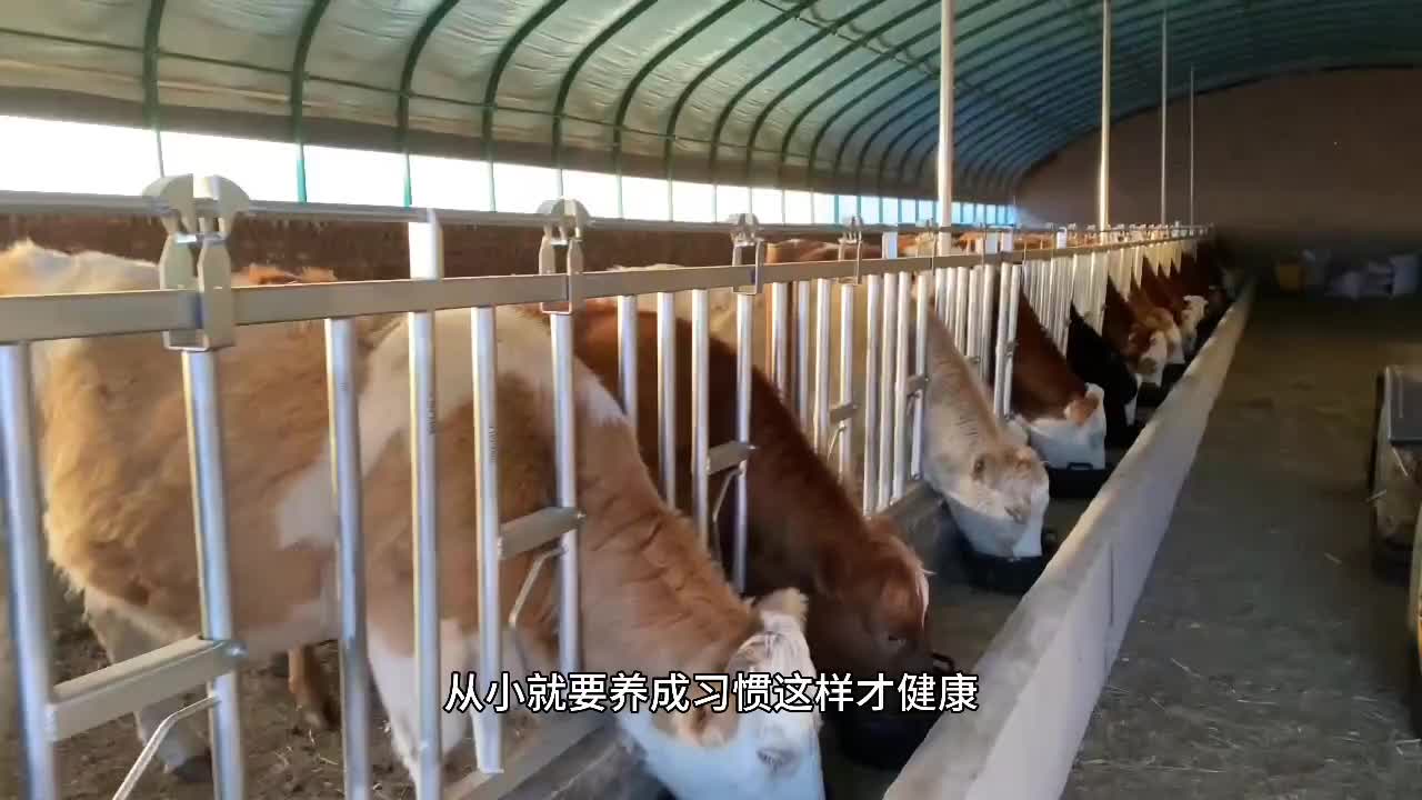 使用养牛设备牛颈夹让牛有规律进食 热镀锌牛颈枷生产商