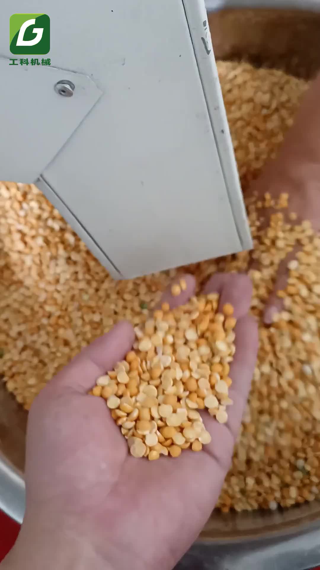 新式豌豆脱皮机去皮机器小型豌豆脱壳机剥豆机