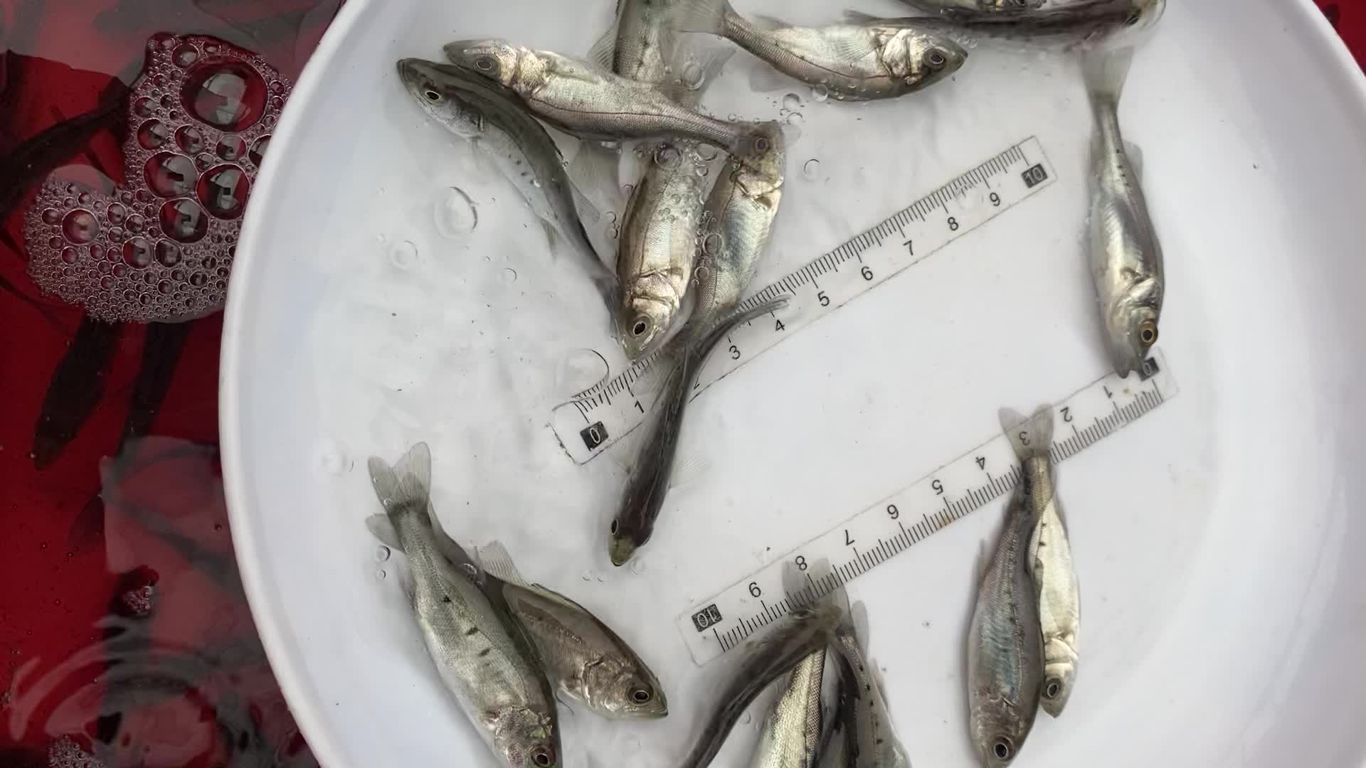 【【***】淡水养殖七星鲈鱼苗 生长快 又名海鲈鱼】视频介绍 